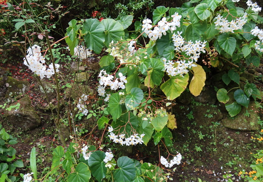 Bread and Cheese (Begonia obliqua)