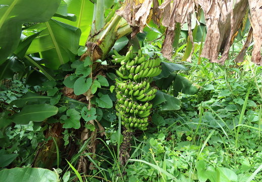 Bananas curve up when growing!
