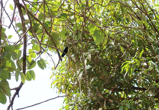 Belly view of Green-throated Carib