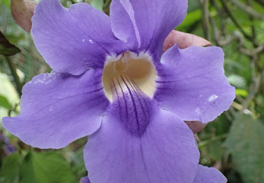 Up close with a Thunbergia vines