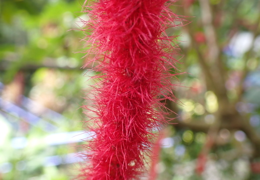 Close up of a chenille plant