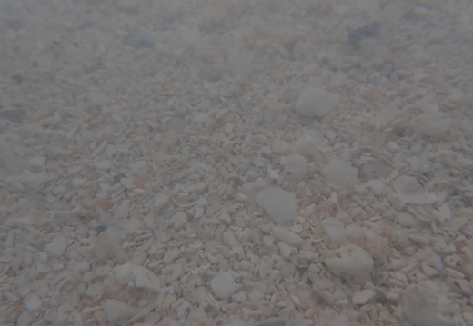 The sand is all broken shells