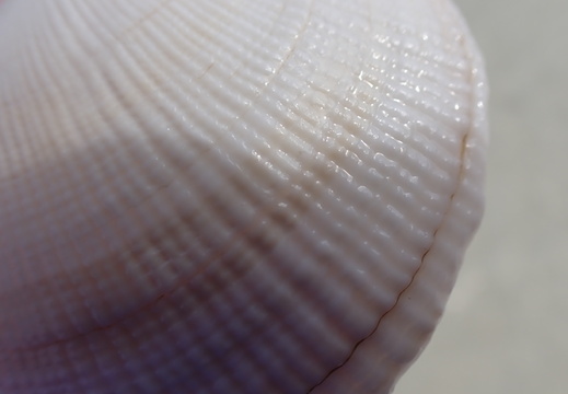 Close up view of a shell