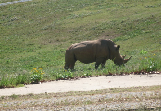 Profile of a rhino