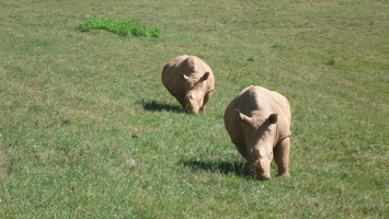 Grazing rhinos