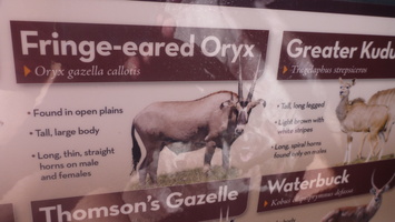 Fringe-eared Oryx Info