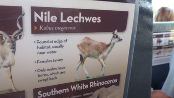Nile Lachwes Info