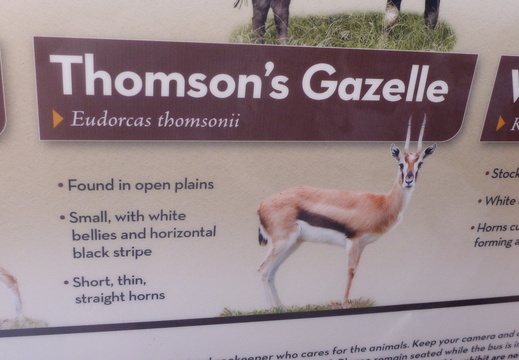 Thomson's Gazelle Info