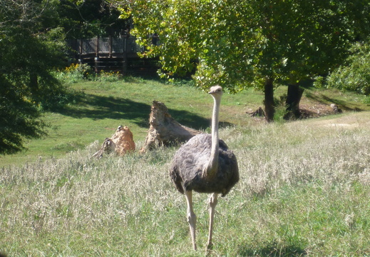 Ostrich with ant mounds in the background