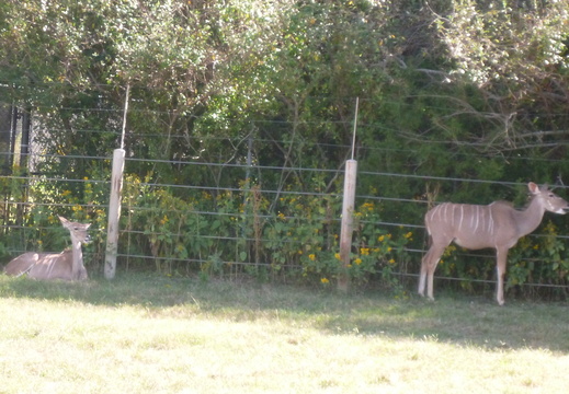 Couple of Greater Kudu
