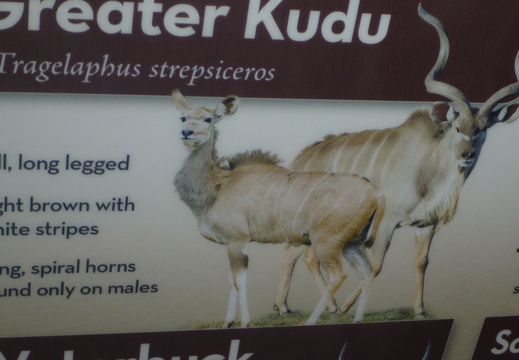 Greater Kudu info