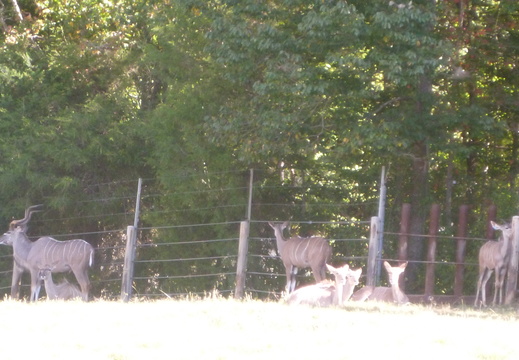 Bigger group of Greater Kudu