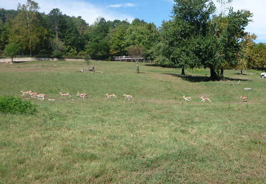 Herd of Thomson's Gazelles
