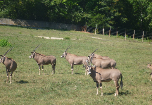 Closer view of Fringe-ear Oryx