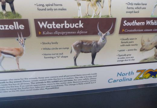 Waterbuck info