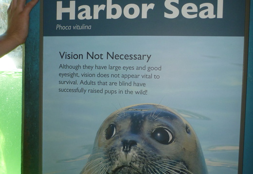 Harbor Seal information