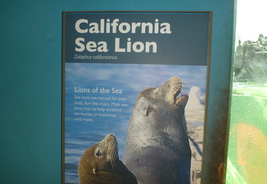 Sea Lion Information
