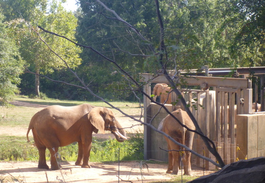 The elephants hanging out over here