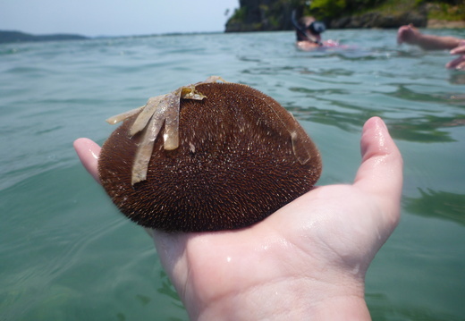 Sea urchin 