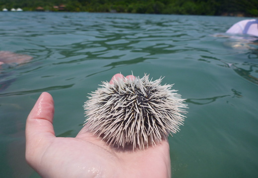 Different sea urchin