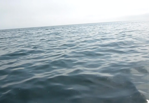 Dolphins seen throughout the video