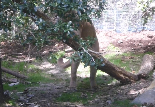 Cougar scratching the branch