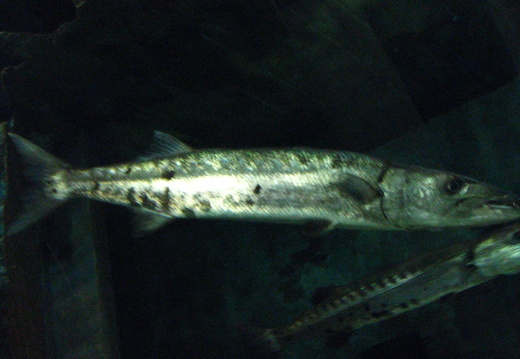  Barracuda