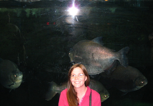 Pacu! See how big they are!