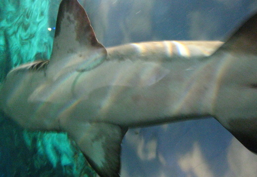 Shark belly