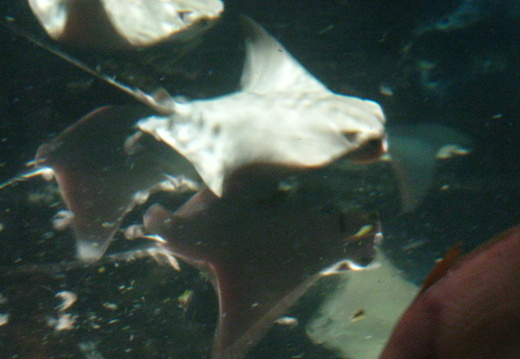 Cownose ray 