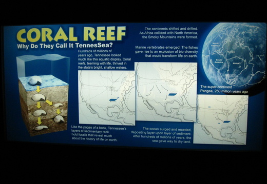 Coral reef info