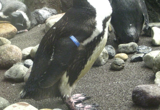 Frank the Penguin