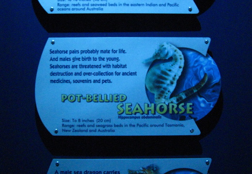 Types of seahorses