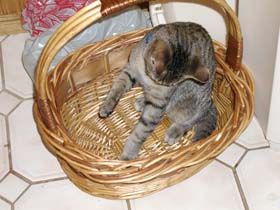 Beardsley in a basket