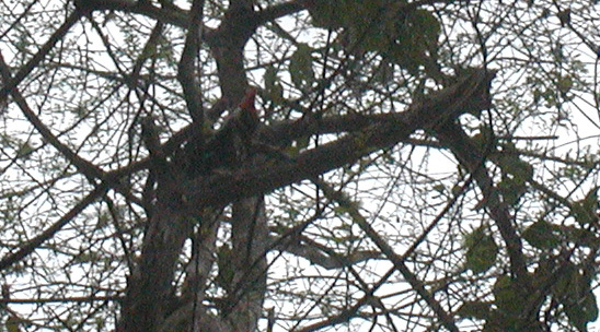 Another view (officially Pileated Woodpecker)